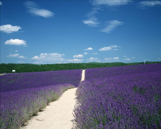 多地取消禽流感预警 鸡苗价涨幅逾十倍-财经快