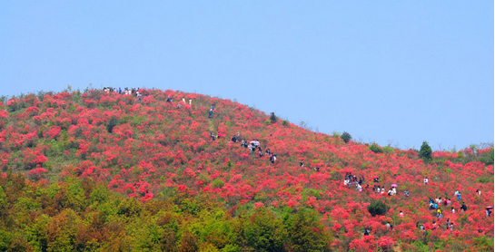 温州近郊赏杜鹃花9大地点大盘点