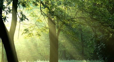 畅游温州十大森林景区