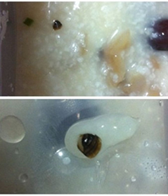 �����гԳ���ֻ��롿